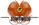 Papua new guinea